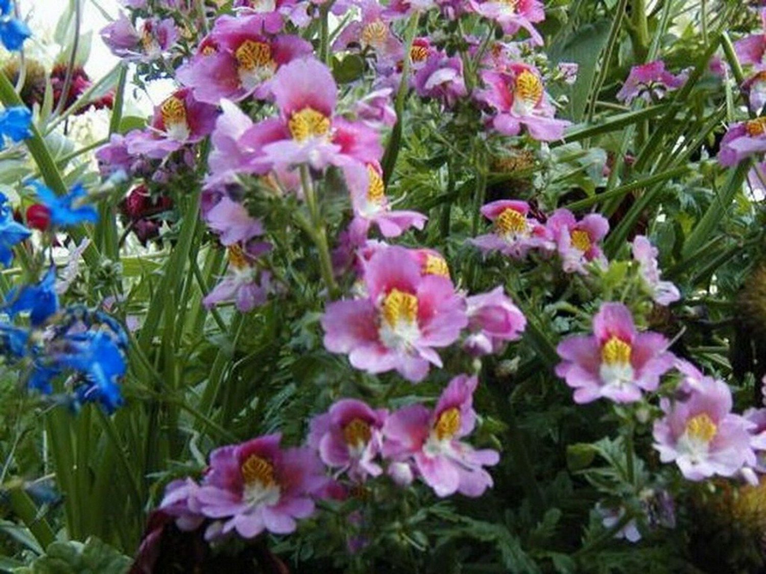 100 Seeds Butterfly Flower- Angel Wings-Schizanthus - Mix