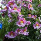 100 Seeds Butterfly Flower- Angel Wings-Schizanthus - Mix