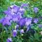 25 Seeds Balloon flower- Platycodon Grandiflorus- Blue