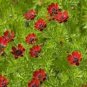 50 Seeds Adonis- Pheasant's Eye