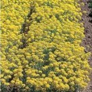 100 Seed Alyssum- Yellow/Gold