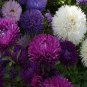 50 Seeds Aster -Gremlin Double - Mixed