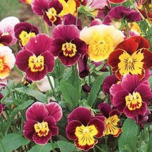 50 Seeds Viola- Bambini Mix