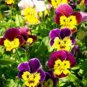50 Seeds Viola- Bambini Mix