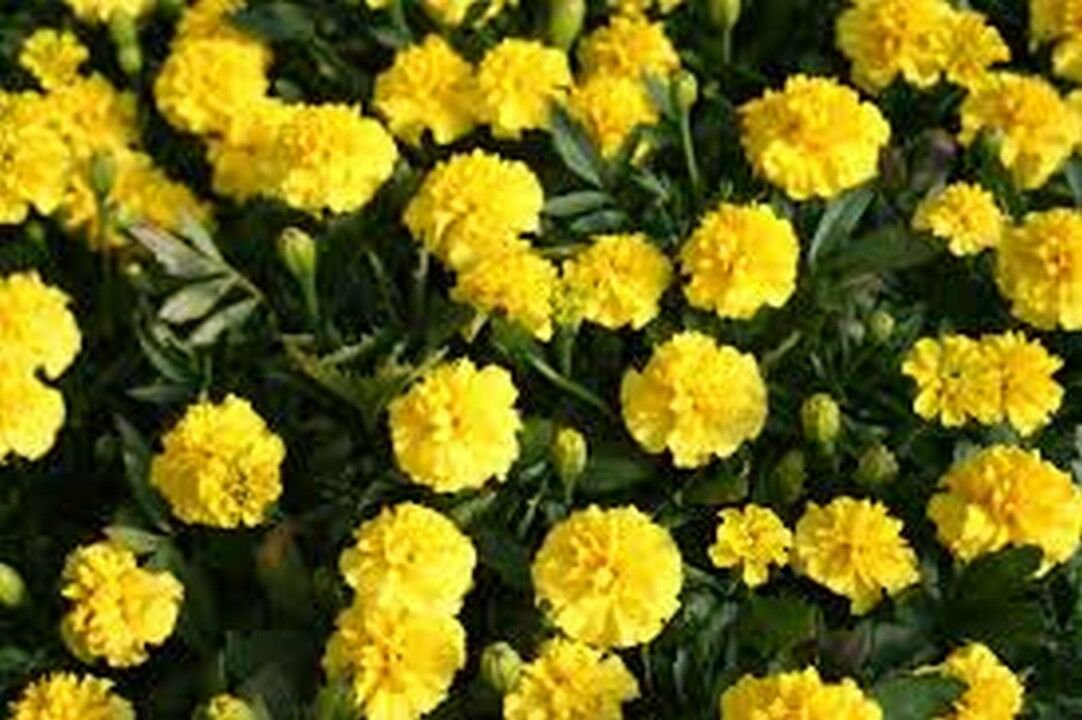 50 Seeds Marigold- Tagetes Erecta- Yellow