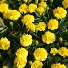 50 Seeds Marigold- Tagetes Erecta- Yellow