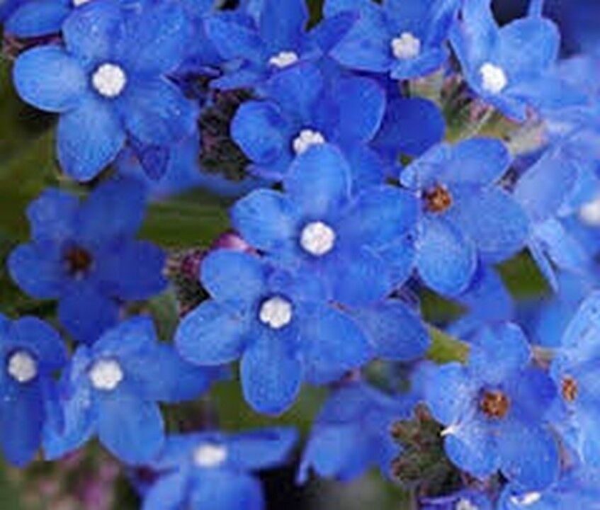 50 Seeds Bugloss- Blue Angel