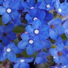 50 Seeds Bugloss- Blue Angel