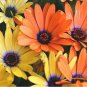 100 Seeds African Daisy -Mixed