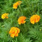 50 Seeds Marigold- Tagetes Erecta- Apricot