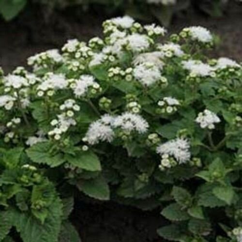 200 Seeds Ageratum - White