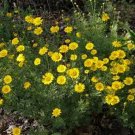 100 Seeds Marguerite Daisy- Yellow- (Anthemis Tinctoria Kelwayl)