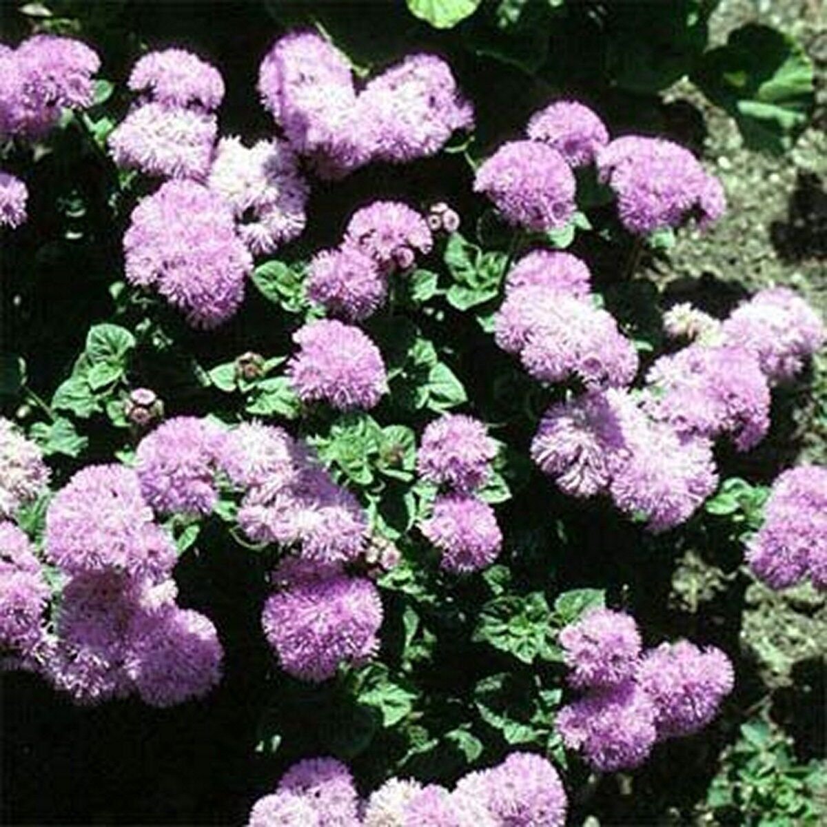 200 Seeds Ageratum - Pink