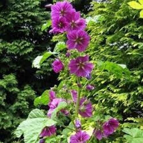 25 Seeds Malva Mauritiana