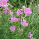 100 Seeds Malva Moschata- Rosea-
