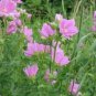 100 Seeds Malva Moschata- Rosea-
