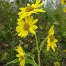 100 Seeds Sunflower- Maximillian