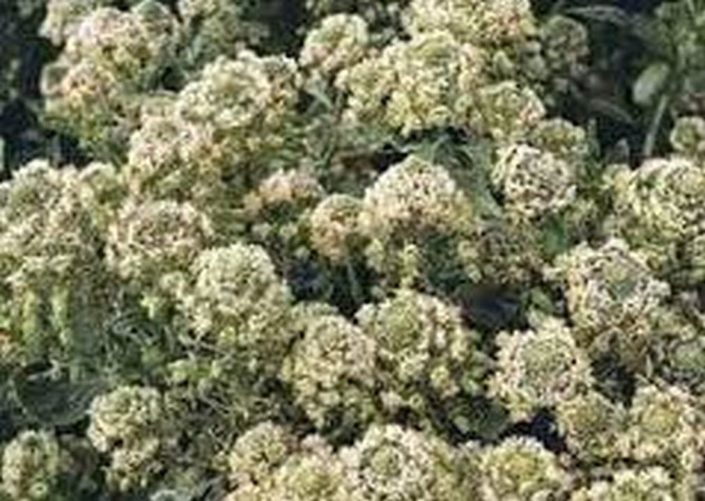100 seeds Mignonette Machet Reseda Odorata