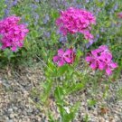 50 Seeds Lychnis- Alpina
