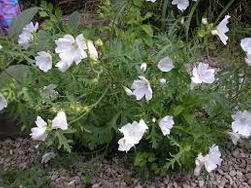 50 Seeds Malva Moschata- White