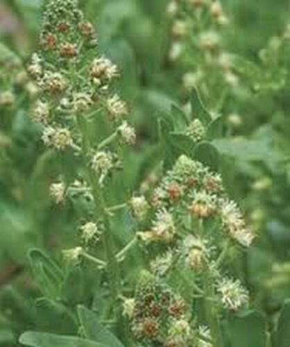 100 seeds Mignonette Ameliorata -Reseda Odorata