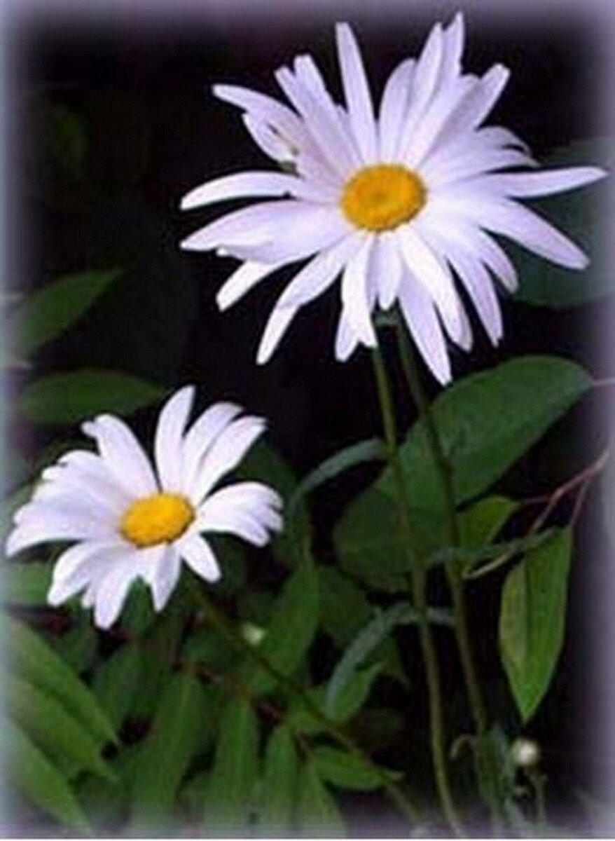 100 seeds Shasta Daisy- Chrysanthemum Maximum