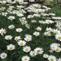 100 seeds Shasta Daisy- Chrysanthemum Maximum