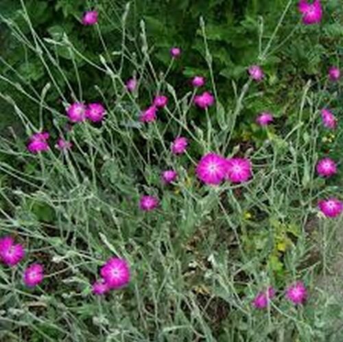 100 Seeds Lychnis- Coronaria