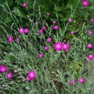 100 Seeds Lychnis- Coronaria