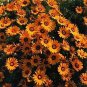 50 Seeds African Daisy - Orange