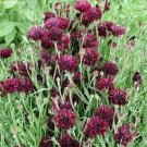 100 Seeds Cornflower- Black