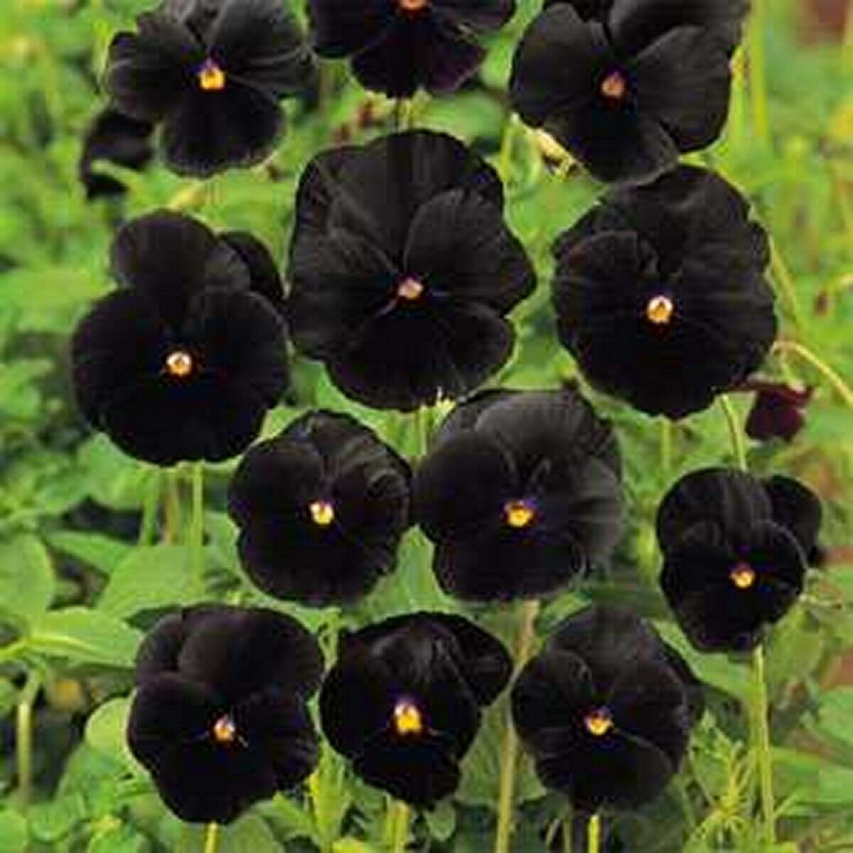 50 Seeds Pansy- Black