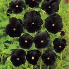 50 Seeds Pansy- Black