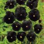 50 Seeds Pansy- Black
