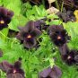 50 Seeds Pansy- Black