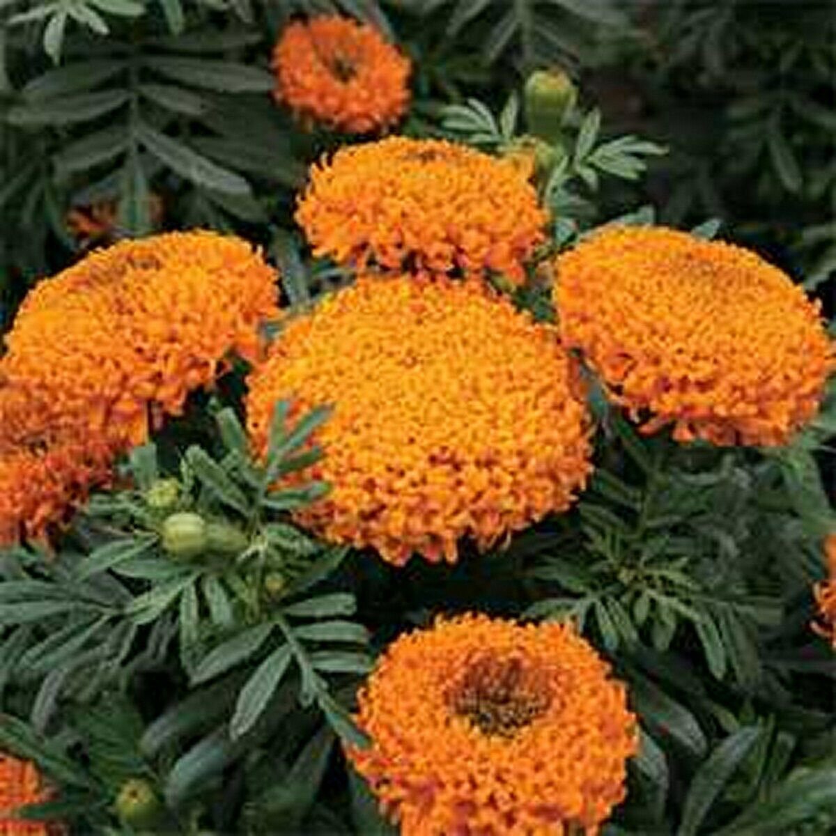 50 Seeds Marigold- Tagetes Erecta- Orange