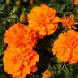 50 Seeds Marigold- Tagetes Erecta- Orange