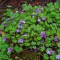 200 Seeds Kenilworth Ivy -