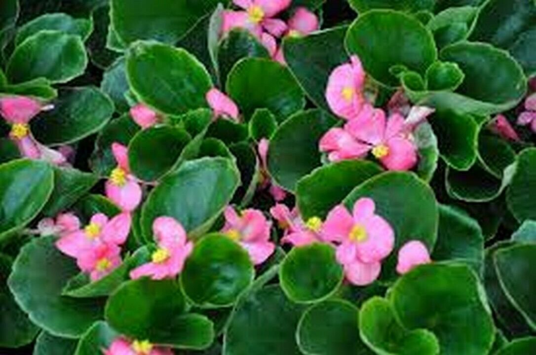 50 Seeds Begonia- Wax Rose