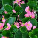 50 Seeds Begonia- Wax Rose