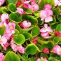 50 Seeds Begonia- Wax Rose