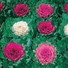 50 Seeds Ornamental Cabbage- brassica oleracae