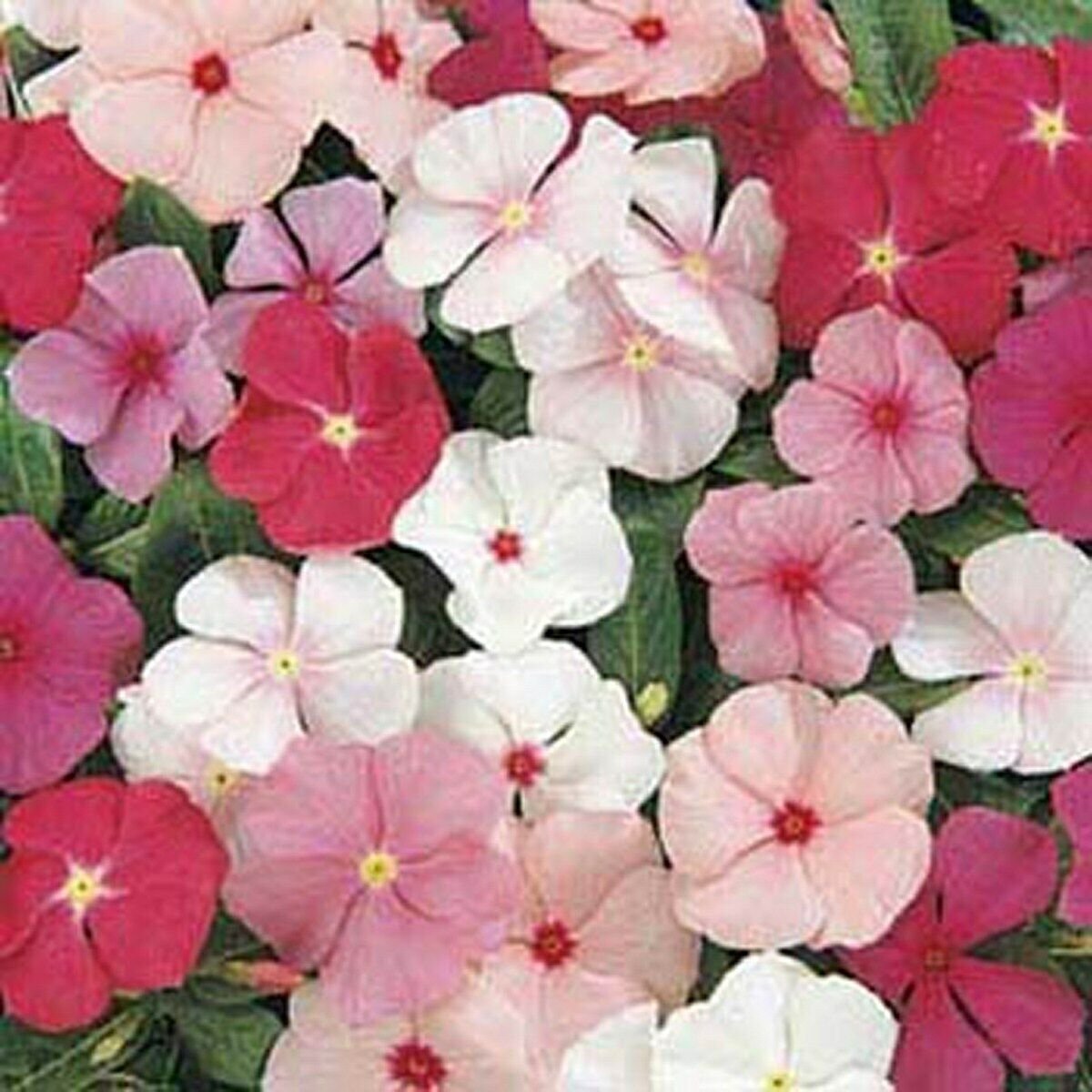50 Seeds Vinca- Periwinkle- Mix