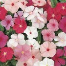 50 Seeds Vinca- Periwinkle- Mix
