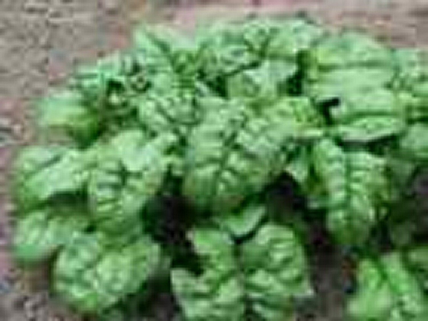 100 Seeds Spinach- Giant Noble