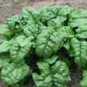 100 Seeds Spinach- Giant Noble