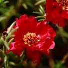200 Seeds Moss Rose- Portulaca- Red