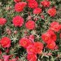 200 Seeds Moss Rose- Portulaca- Red