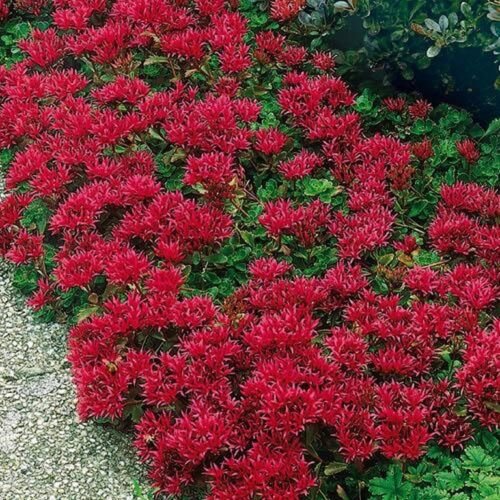 50 Seeds Sedum- Summer Glory