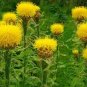 25 Seeds Cornflower- Centaurea Macrocephala